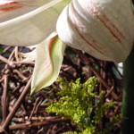 P1020717