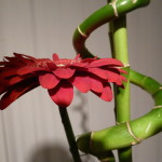 P1020729