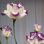 P1020748